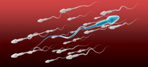 sperm tail tracking
